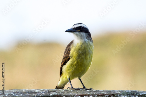 Benteveo Pitangus sulphuratus ave