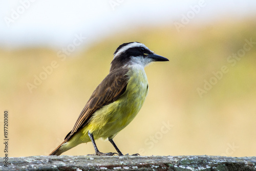 Benteveo Pitangus sulphuratus ave