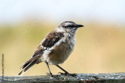 Calandria Juvenil Argetnina