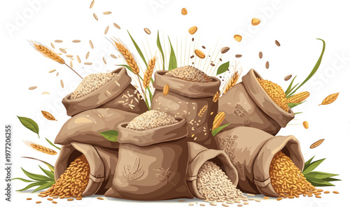 Sacks of rice and wheat grains with spilling seeds and ears, agricultural harvest concept, detailed food illustration vector composition