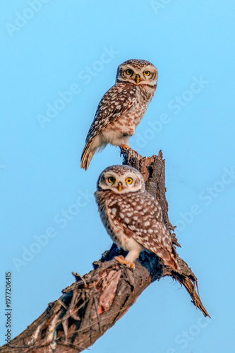 Fotografía beautiful closeup of the spotted owlets on the tree