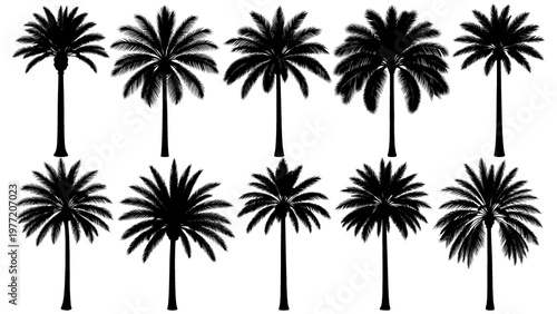 Elegant royal palm silhouette in solid black with a tall smooth trunk and perfectly symmetrical crown, clean vector clipart ideal for branding, logos, and tropical design projects.