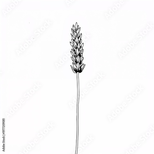 Minimalist lavender stem botanical line art, elegant black ink sketch on pure white background