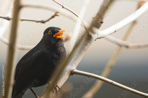 Male Common Blackbird (Turdus merula) with open orange beak singing on a branch. Close-up wildlife portrait with natural blurred background.