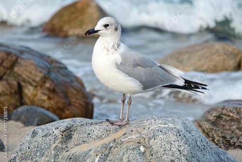 Beautiful seagull standing on a rock by the ocean waves, enjoying the sunny weather