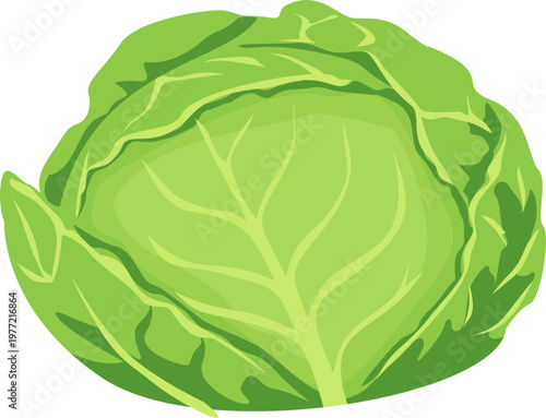 head of cabbage