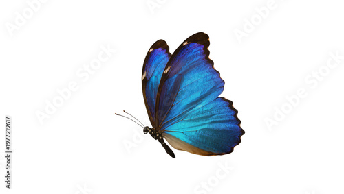 Obraz na płótnie Vibrant blue morpho butterfly with iridescent wings, isolated on transparent bac