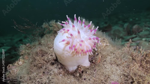 A captivating sea anemone displays its delicate white and pink tentacles. It gently rests upon rugged rocks at the ocean bottom in the cold Barents Sea waters.