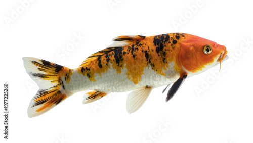 Fotografie Orange and black koi fish swimming, isolated on transparent background