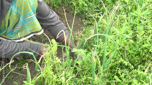 Elderly indian farmer weeding onion plants by hand