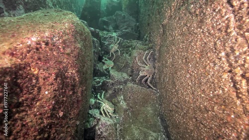 Witness majestic king crabs navigate their rugged domain. These creatures explore shadowy depths among rocks and underwater caves at the Barents Sea bottom, a timeless aquatic journey.