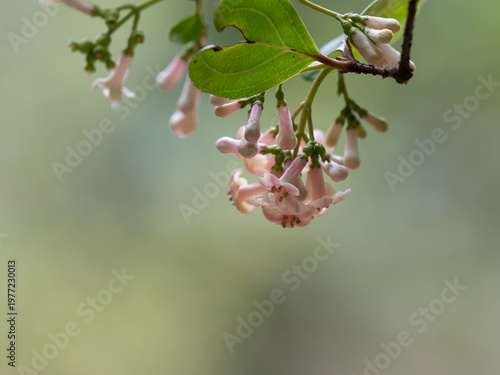 ゴモジュのピンクの花が春に咲く