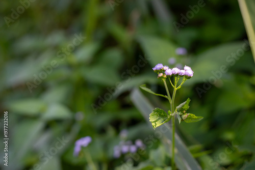 Small fuzzy purple wild flowers blooming on a green stem
