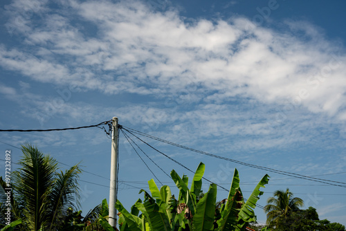 Tableau sur toile Concrete utility pole and power lines above green banana leaves
