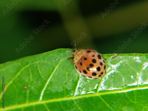 Beautiful ladybugs that live in flowers like to eat aphids and plant-eating pests. and can eat 5,000 insects
