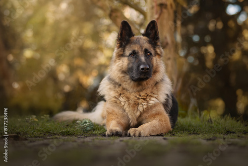 german shepherd dog
