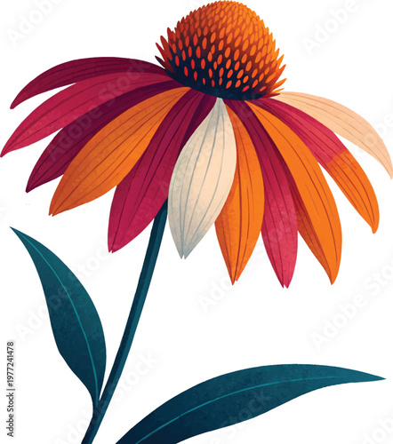 Echinacea Flower Vector Illustration – Botanical EPS Design