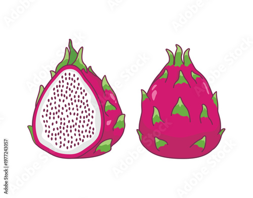 White dragon fruit vector illustration