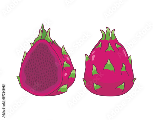 Red dragon fruit vector illustration