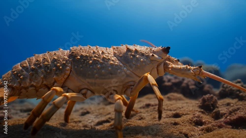 Lobster Crawling on Ocean Floor With Blue Water Background
