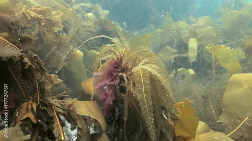 Explore mystical depths of Arctic Barents Sea. Witness enchanting underwater landscape teeming with vibrant kelp forests and fascinating marine life, bathed in soft ethereal glow from above.