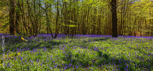 Bluebells at Hole Park in Kent UK