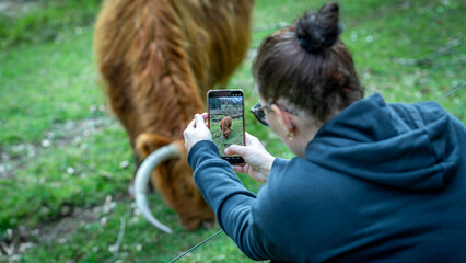 Highland Cows flimed by a woman in the french coutryside in Alsace
