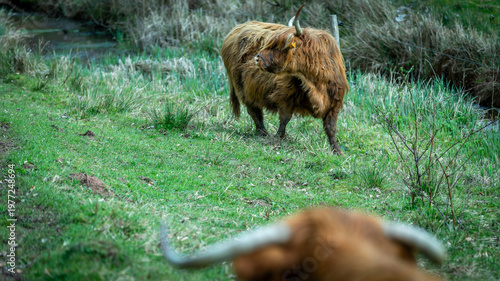 Highland Cows in the french coutryside in Alsace
