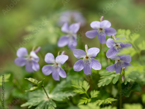 春の野に咲くタチツボスミレ