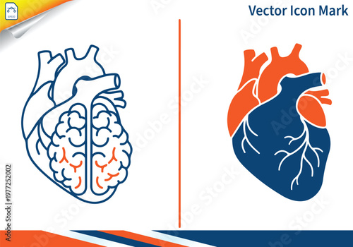 Anatomical human heart with brain lobe details vector icon.