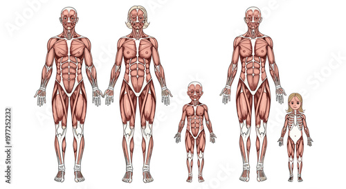 Anatomical illustration showing the muscular system of a human family including a man, woman, young boy, and small girl for medical study.