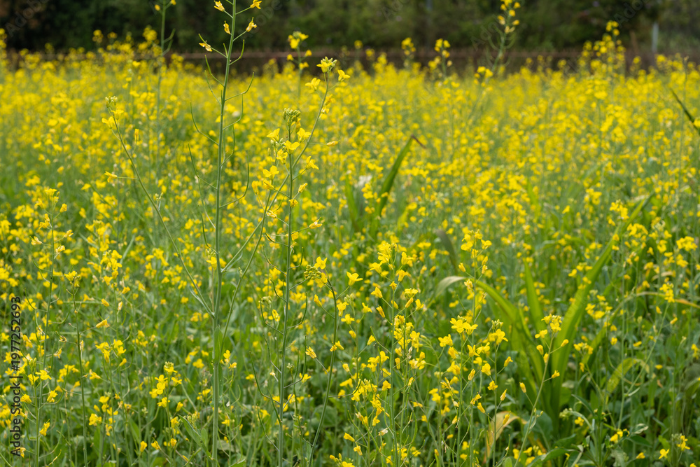 Obraz premium Rapeseed flowers sea