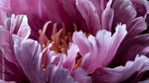 Close-up view of a pink flower showing detailed petals and texture in a garden setting during spring season