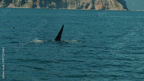 Pod of killer whales swims in bay surrounded by mountain ranges and throws out fountains of steam as they surface. Fishermen in rubber boat fish in cove. Slow motion.