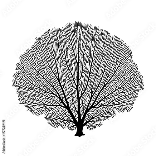 Black and White Sea Fan Coral Silhouette Illustration