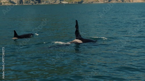 Family of killer whales hunts in bay with rocky coastline and when they surface they release fountains of steam. Marine animals in their natural habitat. Handheld pov shot of camera