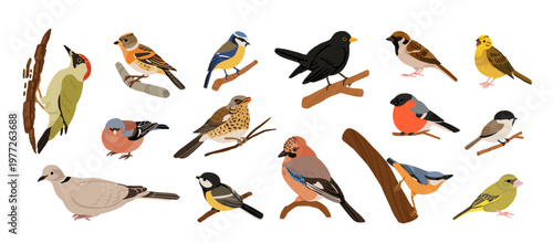 Ukrainian birds big vector collection with blackbird, bullfinch, chaffinch, greenfinch, jay, sparrow, blue tit, nuthatch, woodpecker. Flat illustration of forest and garden species
