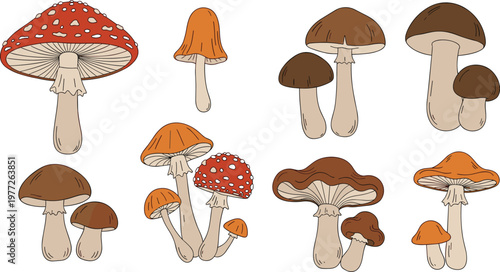 Mushroom Illustration Set with Diverse Forest Fungi Species for Botanical Nature Design and Organic Woodland Collection