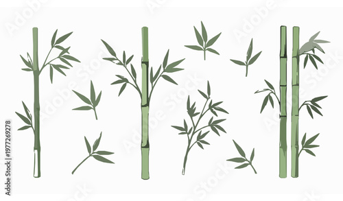 Hand-drawn bamboo vector illustration set with natural botanical elements isolated on white