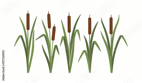 Cattail plants vector set with reed stems and brown spikes isolated on white background