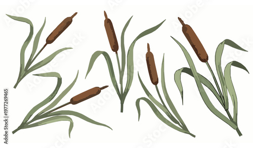 Hand-drawn cattail reeds vector illustration set with natural botanical detail isolated on white