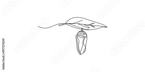 Continuous line drawing of a leaf and a seashell on white background minimalist art simple