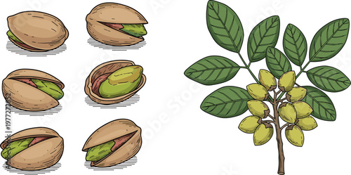 Pistachio Illustration Set with Open Shell Nuts and Tree Branch for Healthy Snack Food Ingredient Natural Design Collection