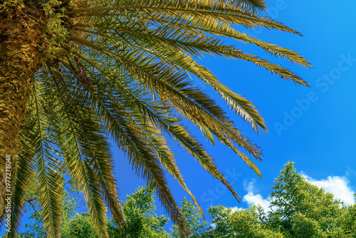 Low angle view of palm tree leaves against blue sky. Close up of green palm tree fronds (Phoenix canariensis). Tropical summer vacation concept on Canary Island. Copy space.