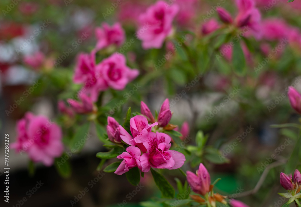 Fototapeta premium Flowering bright pink azalea, genus rhododendron. Wallpaper. Space for text. High quality photo