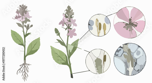 Detailed botanical plant illustration with labeled floral structures and microscopic views scientific vector isolated on white