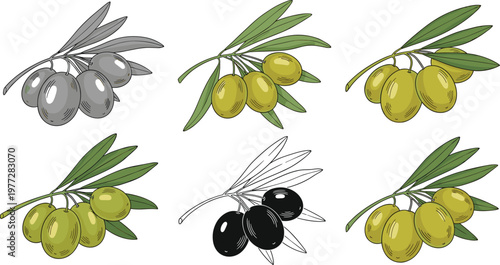 Olive Branch Illustration Set with Green and Black Olives for Organic Food Design Mediterranean Agriculture and Natural Ingredient Collection