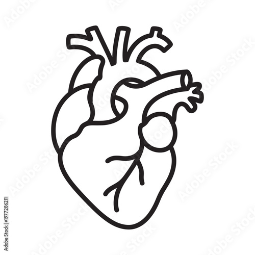 Simple line drawing of a human heart showcasing its anatomical structure