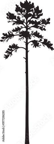 Loblolly Pine Silhouette