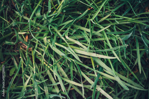 Photography Close-up view of lush green grass blades in natural light